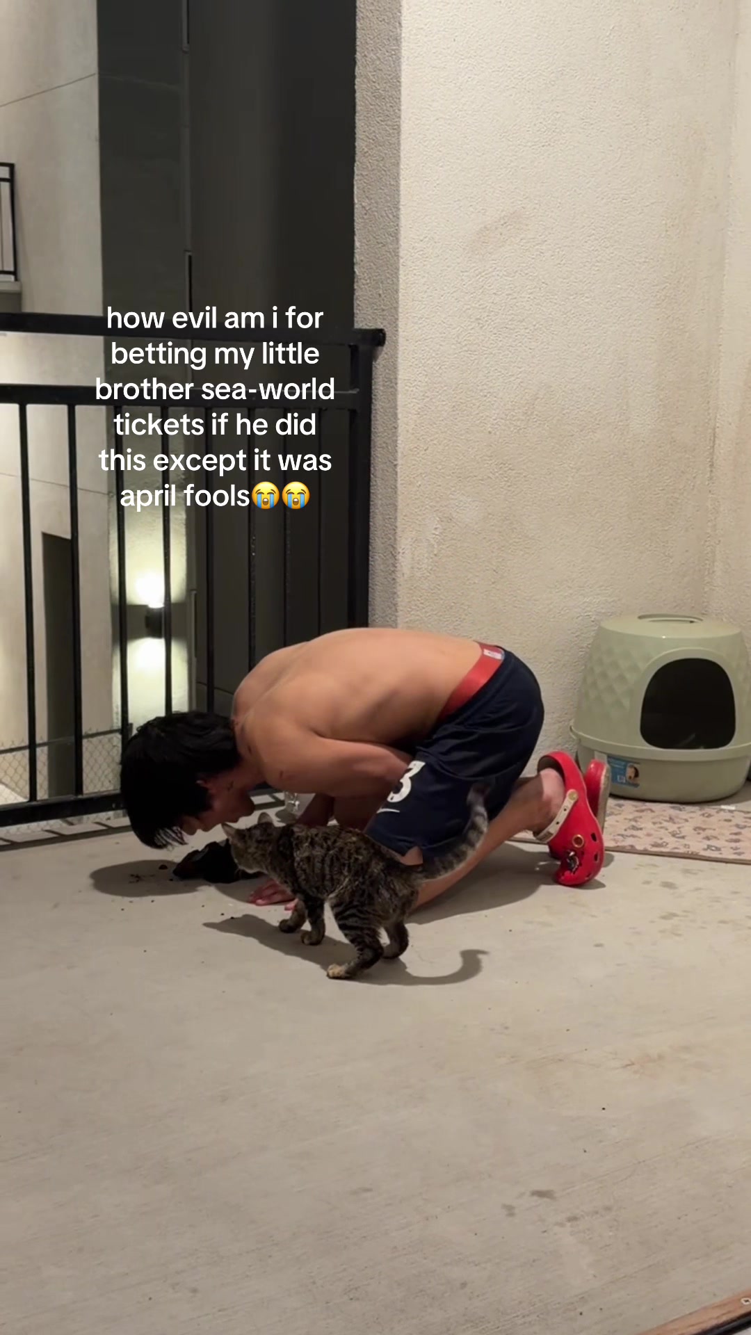 @catbed1