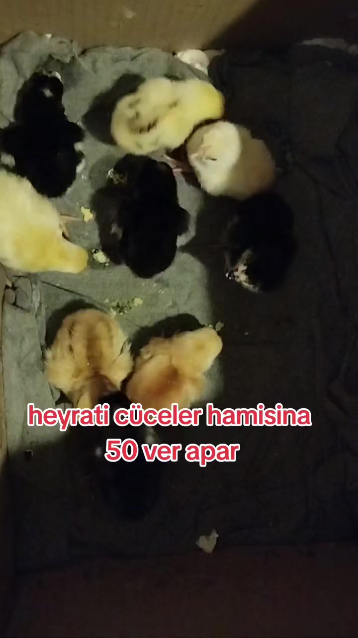 @kurdemir heyrati satisi