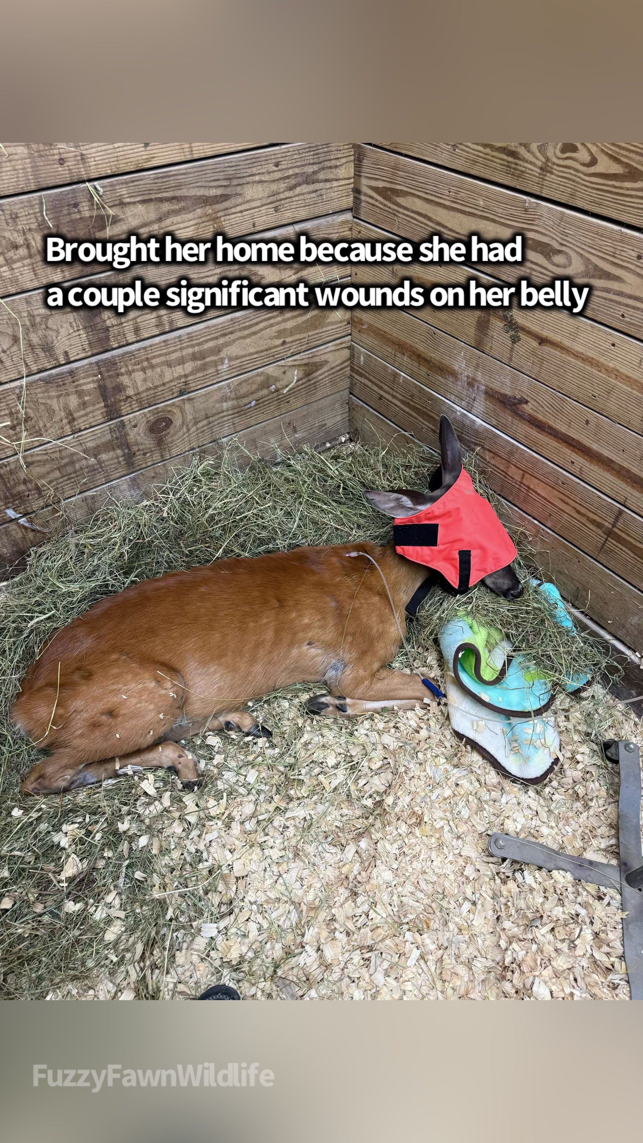@Fuzzy Fawn Wildlife