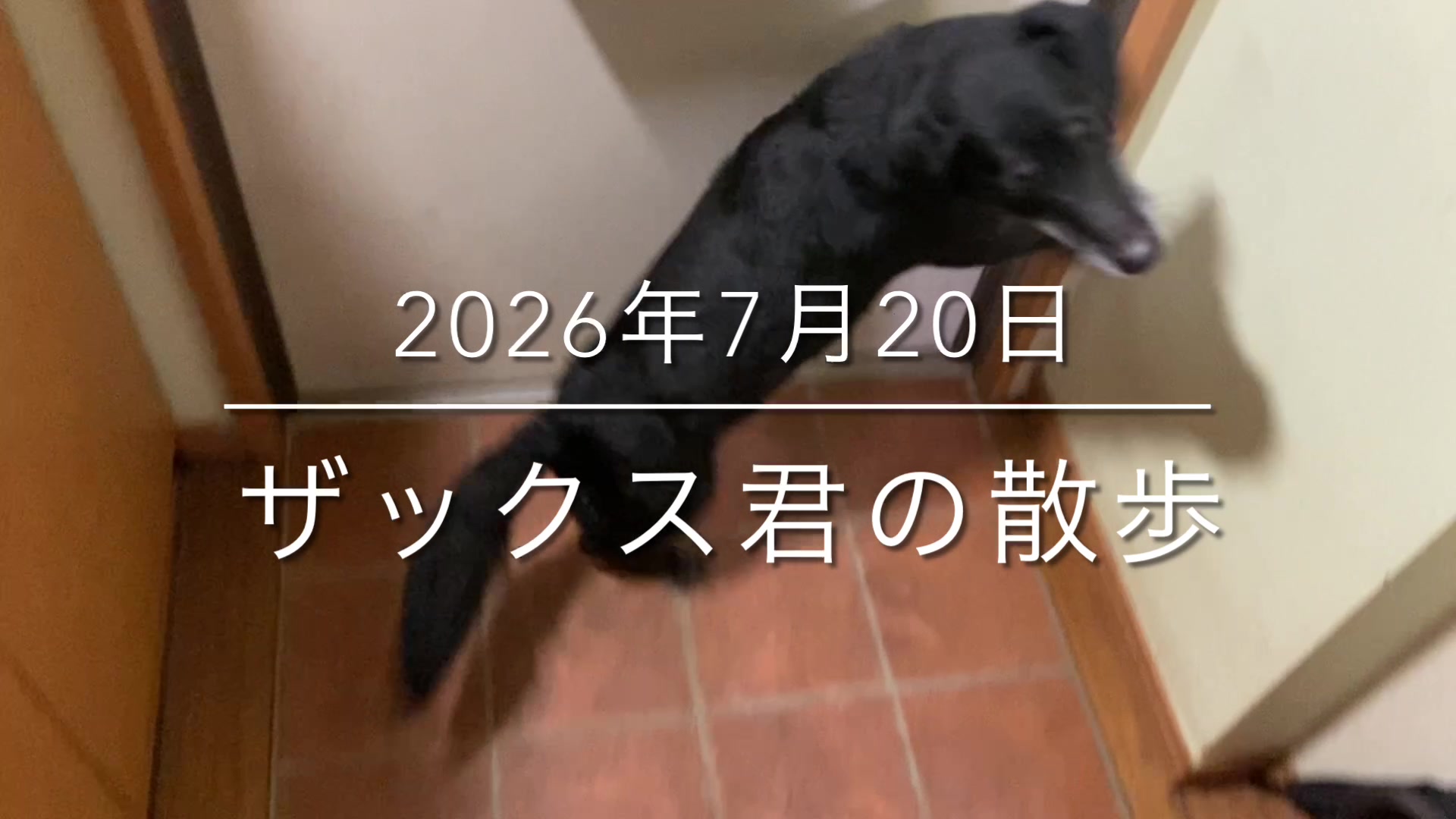 @sakihaman