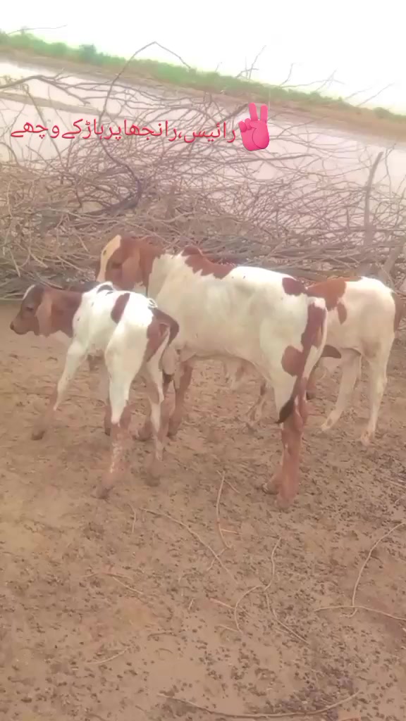@جاوید سیکرٹری