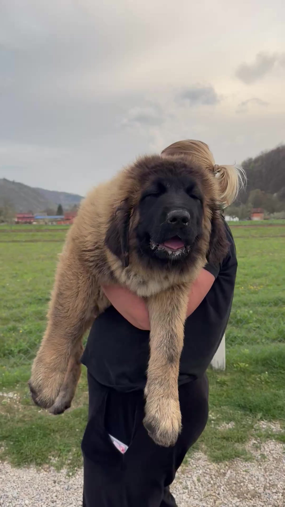 @Caucasian Shepheard Dogs