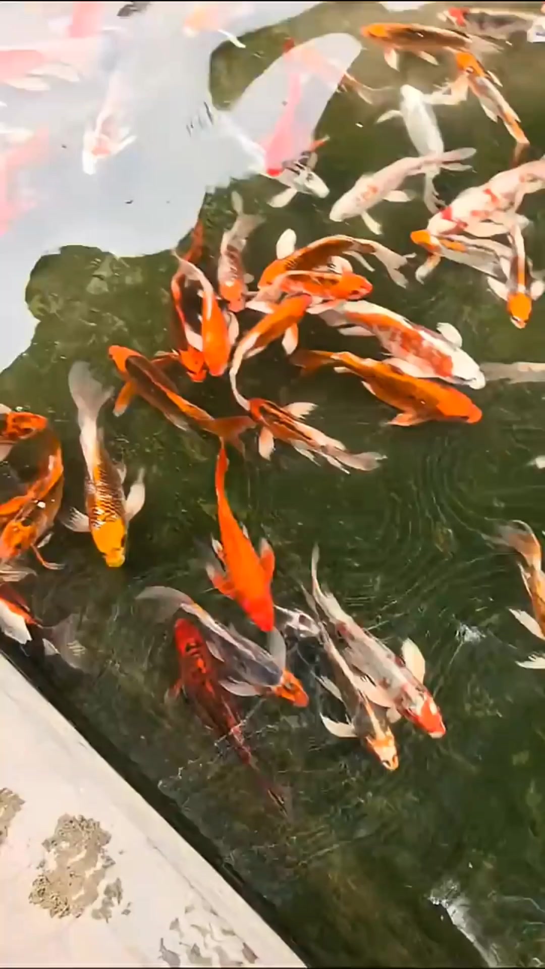 @𝕂𝕚𝕟𝕘 𝔾𝕠𝕝𝕕𝕗𝕚𝕤𝕙 3
