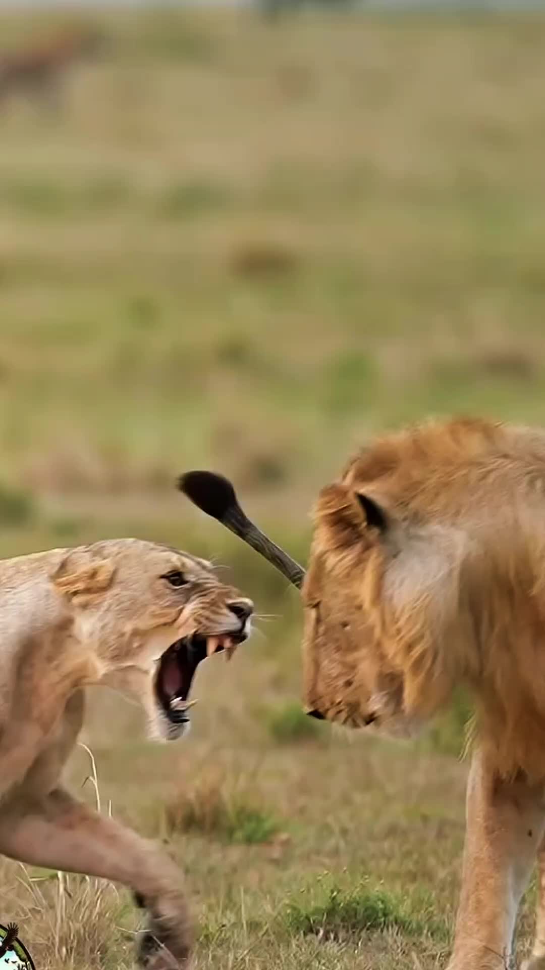 @animolfacts