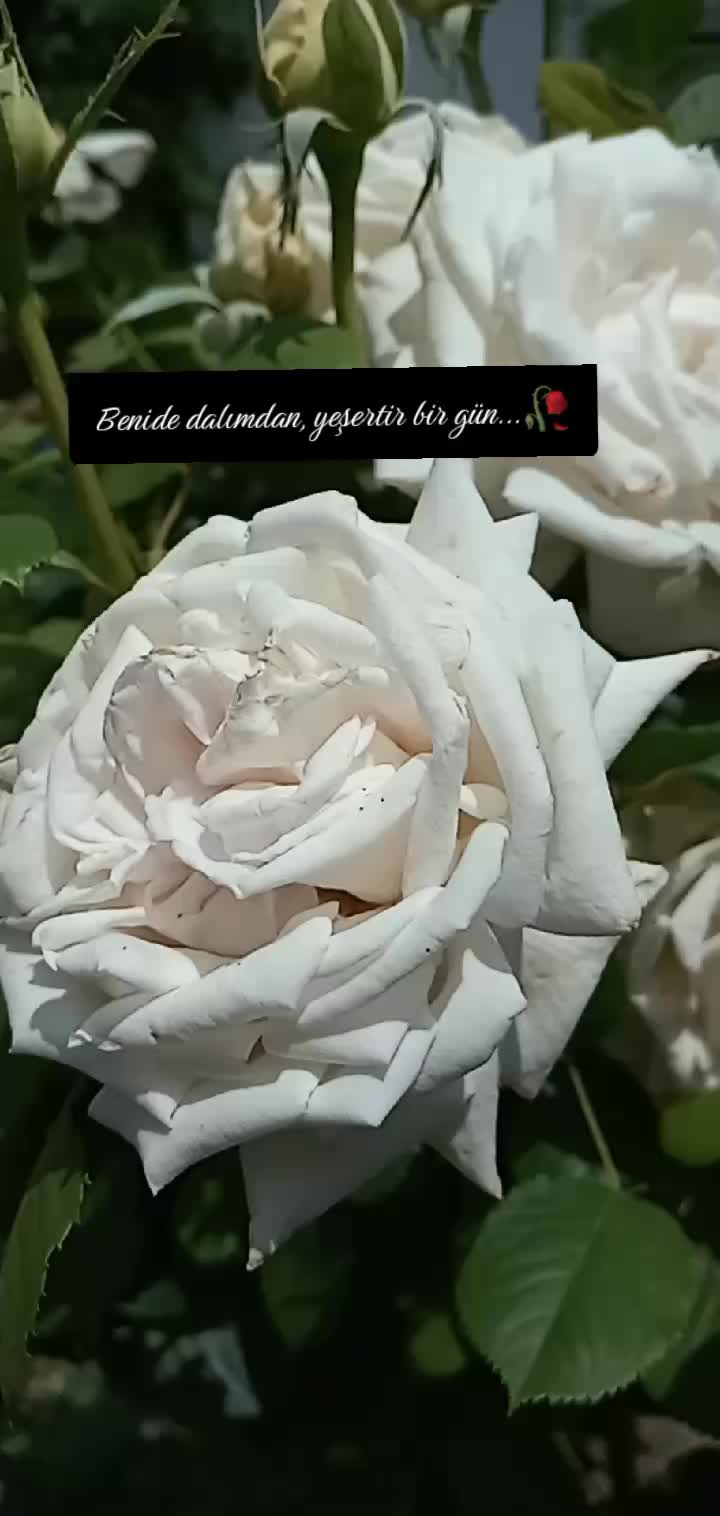 @hükümzüzz🕊