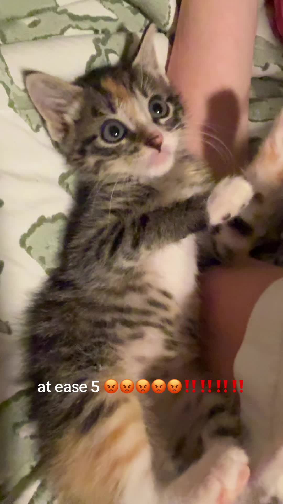 @🐈⬛رابعہ