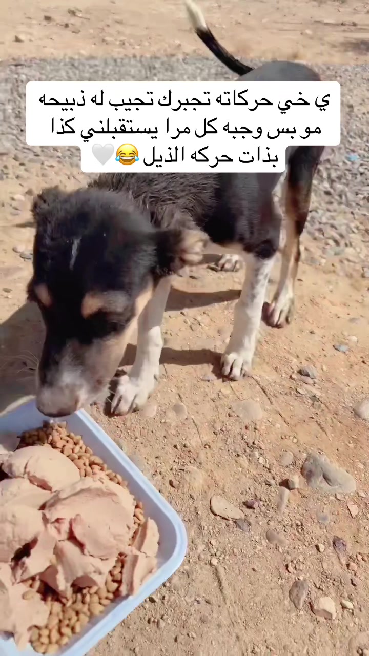 @مـاجـد✨