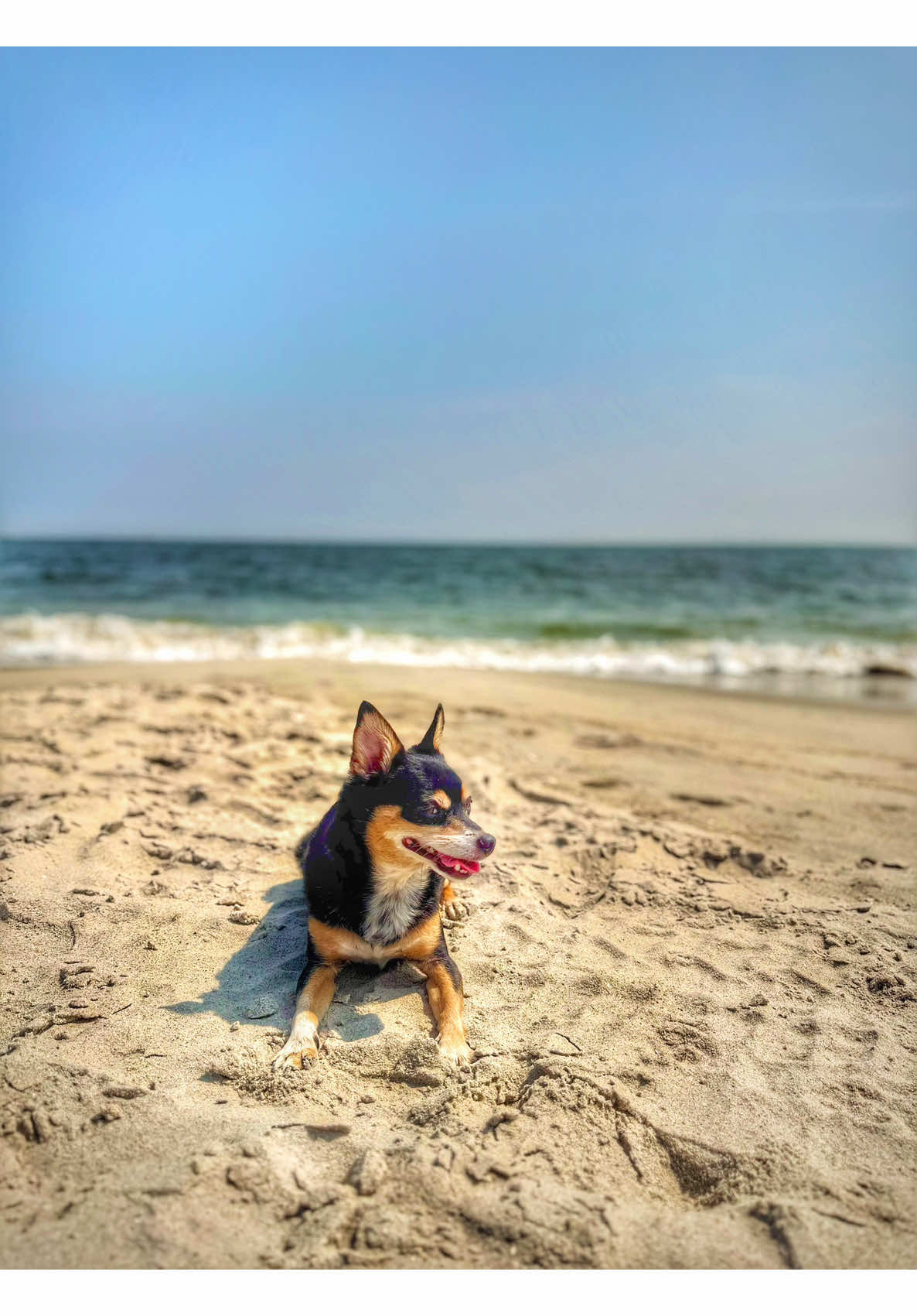 @nycdogadventures