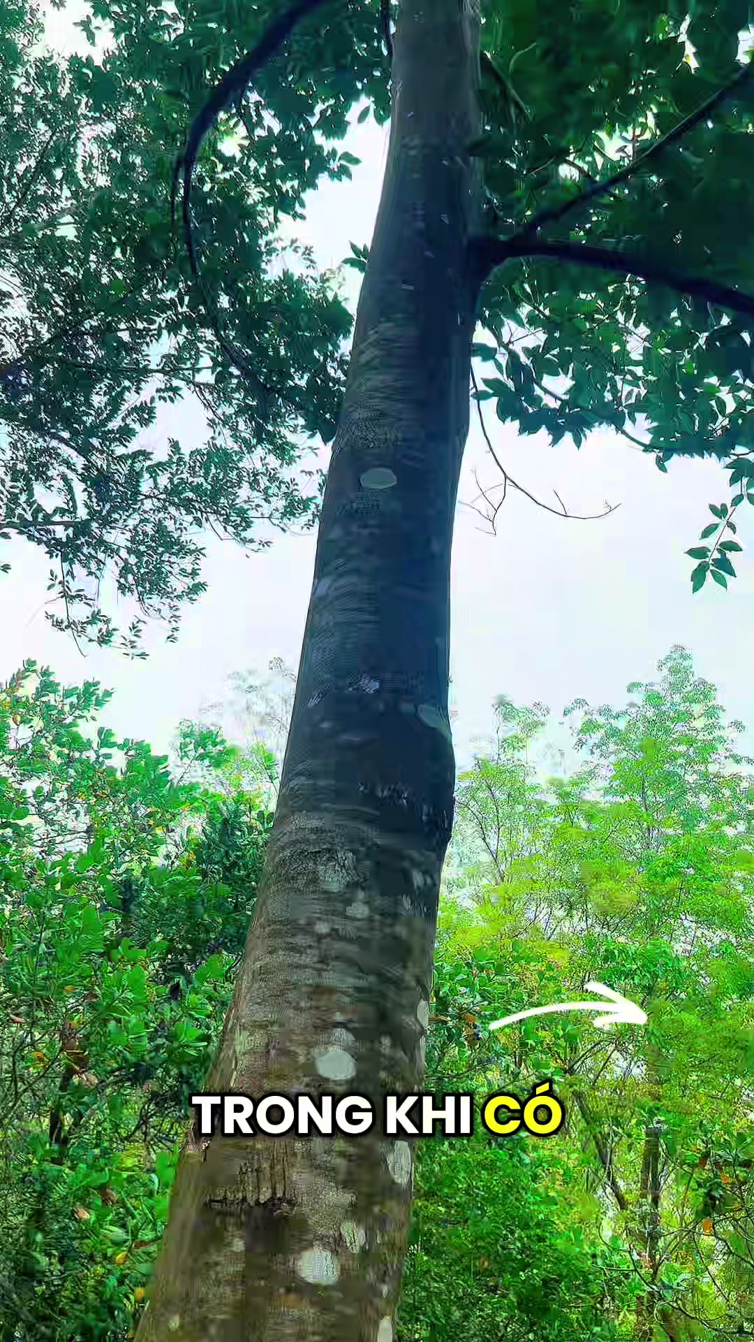 @D&oacute; Đen Việt !