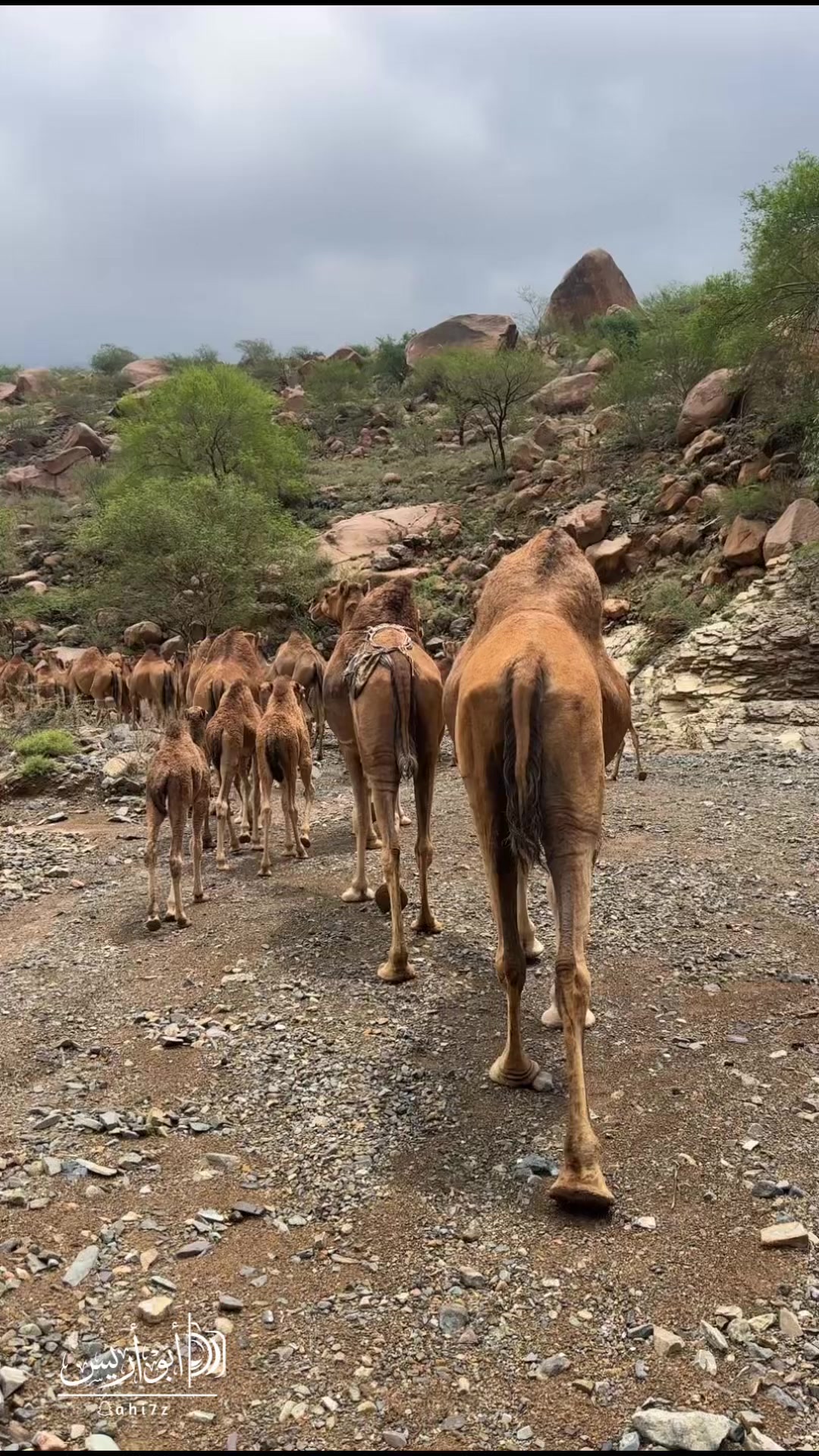 @أبو أريـــس⛰️🎄
