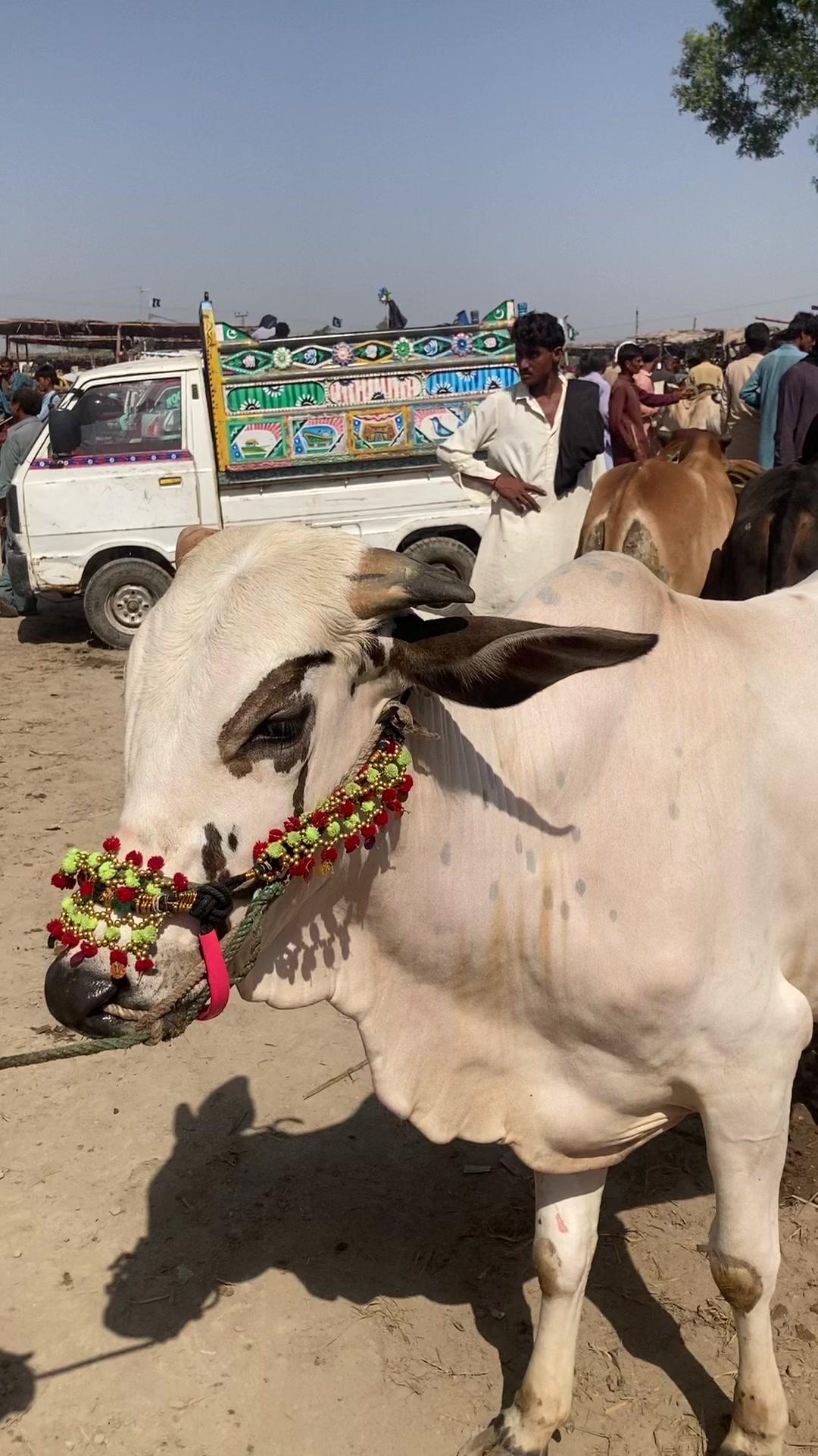 @cattle update Hyderabad