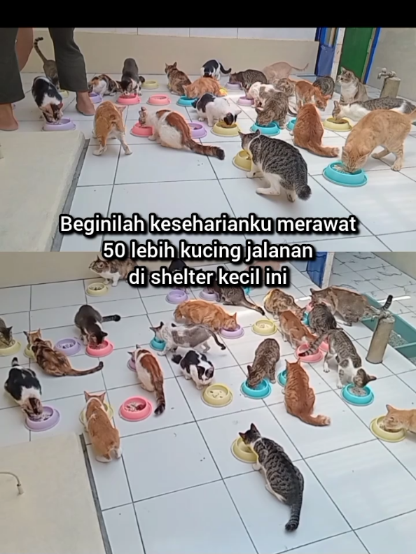 @Kucing Rumah Ronal