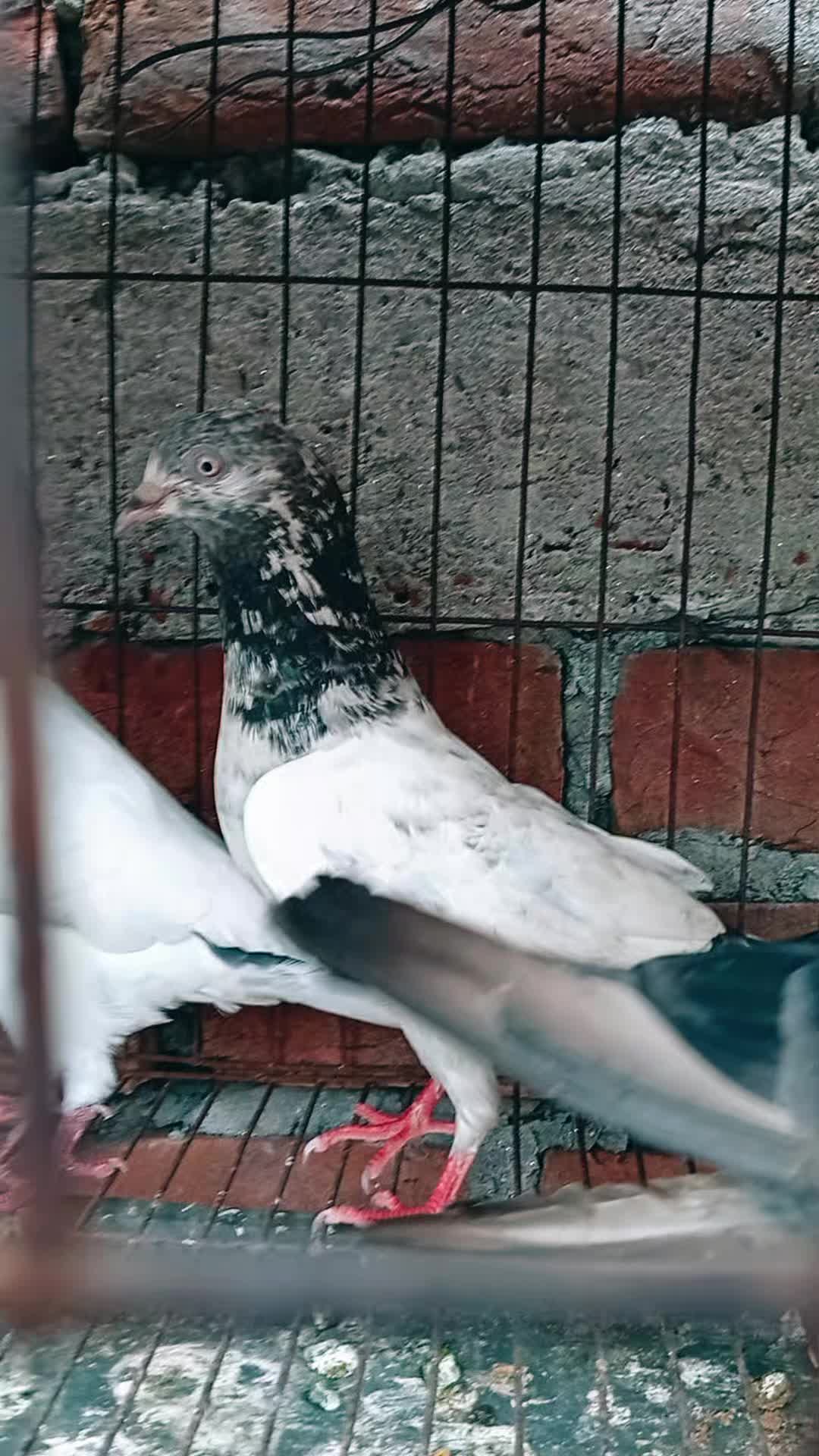 @جايان