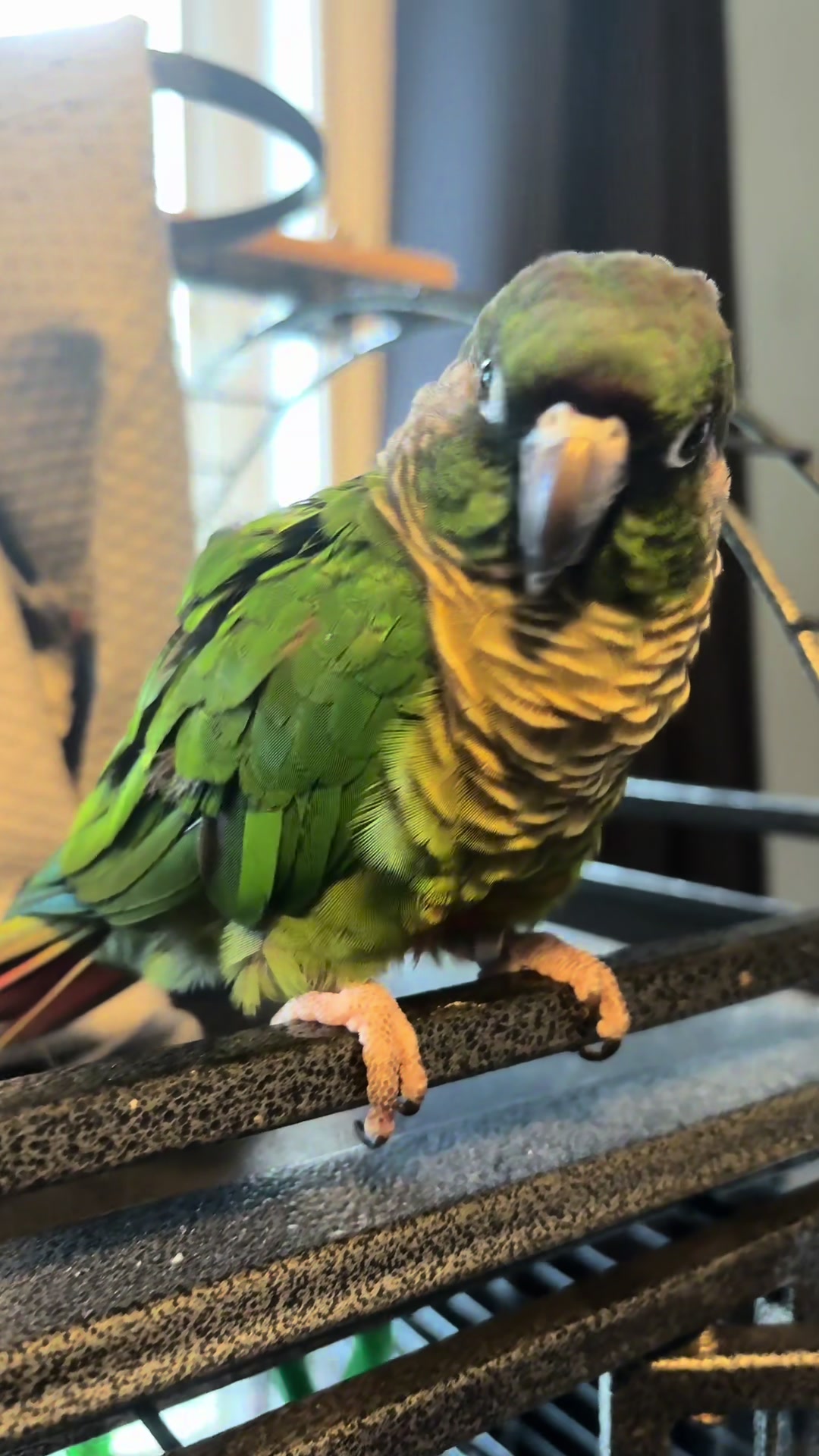 @Bird_Tails