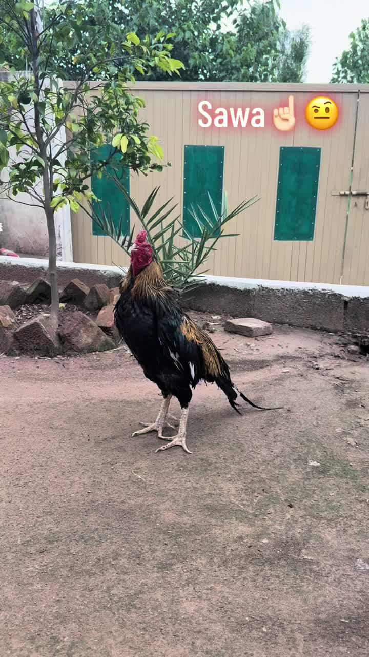 @👑✌️