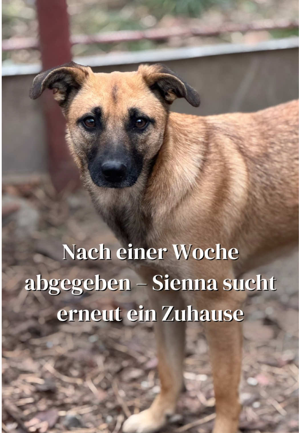 @SpecialDogs e.V.