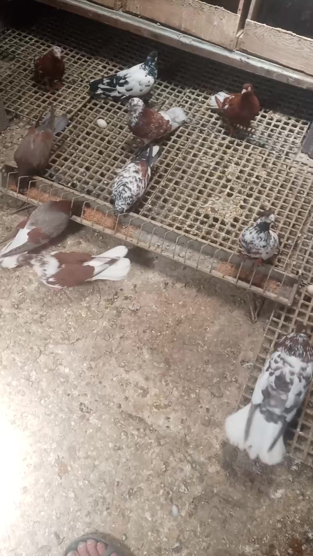 @Şahinci_ler