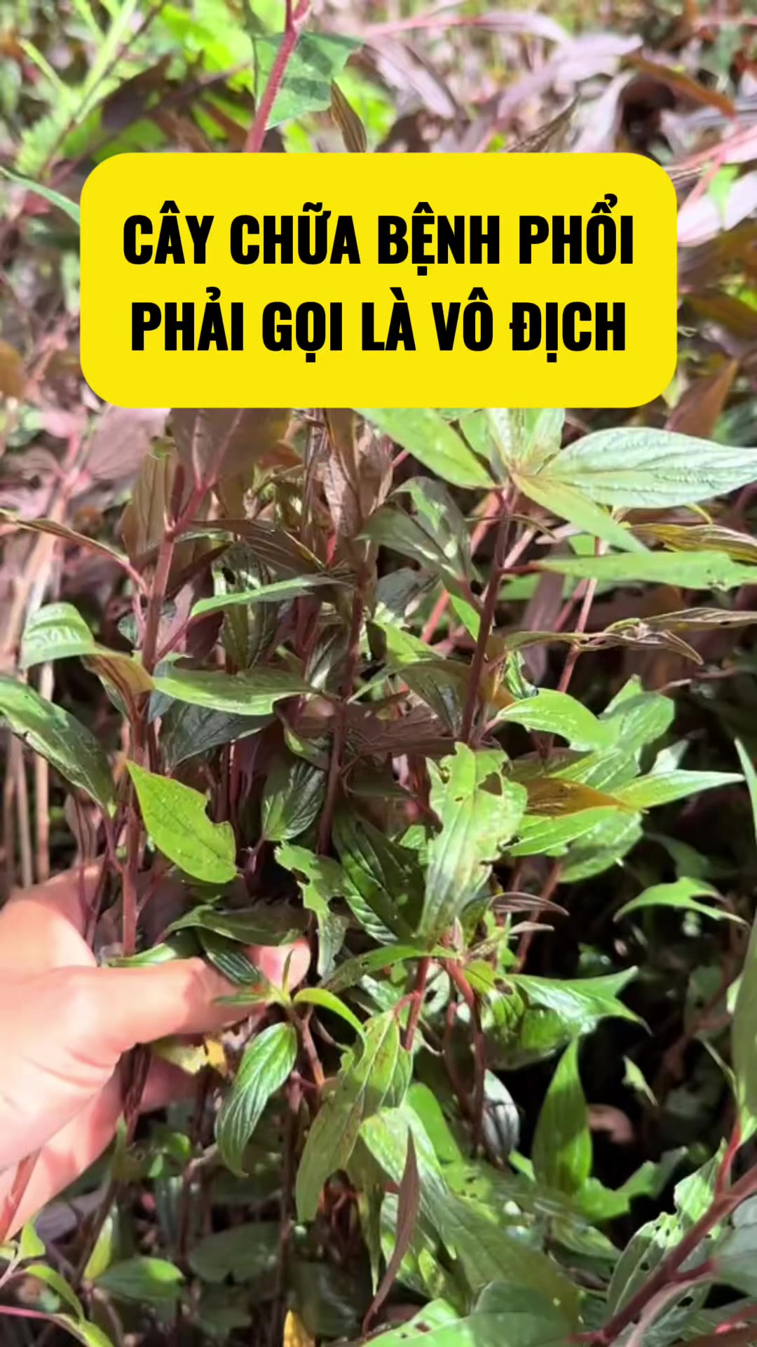 @suckhoevang98