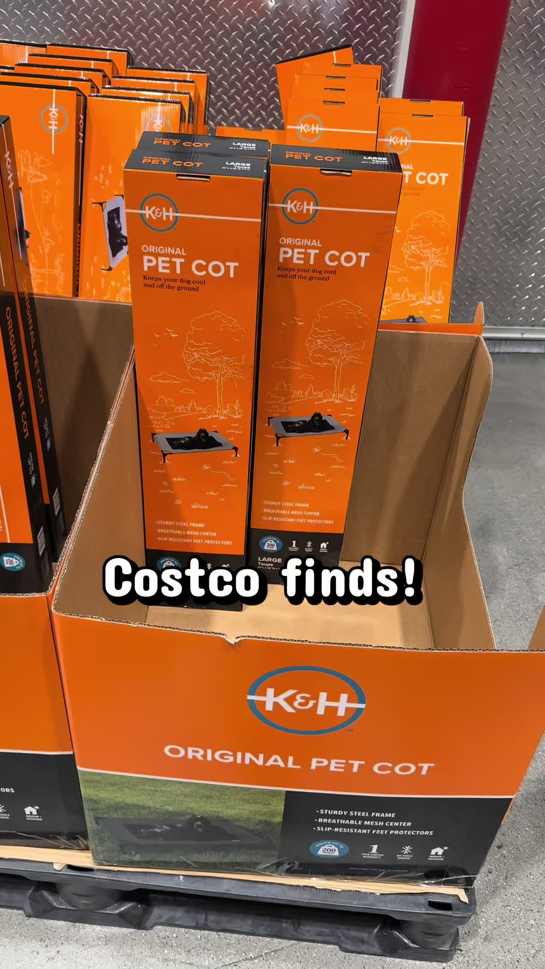 @Alistair the Cane Corso