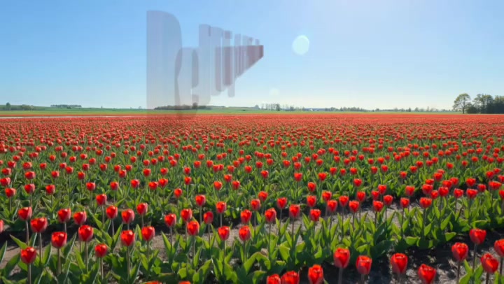 @Red Tulip for Parkinson&rsquo;s