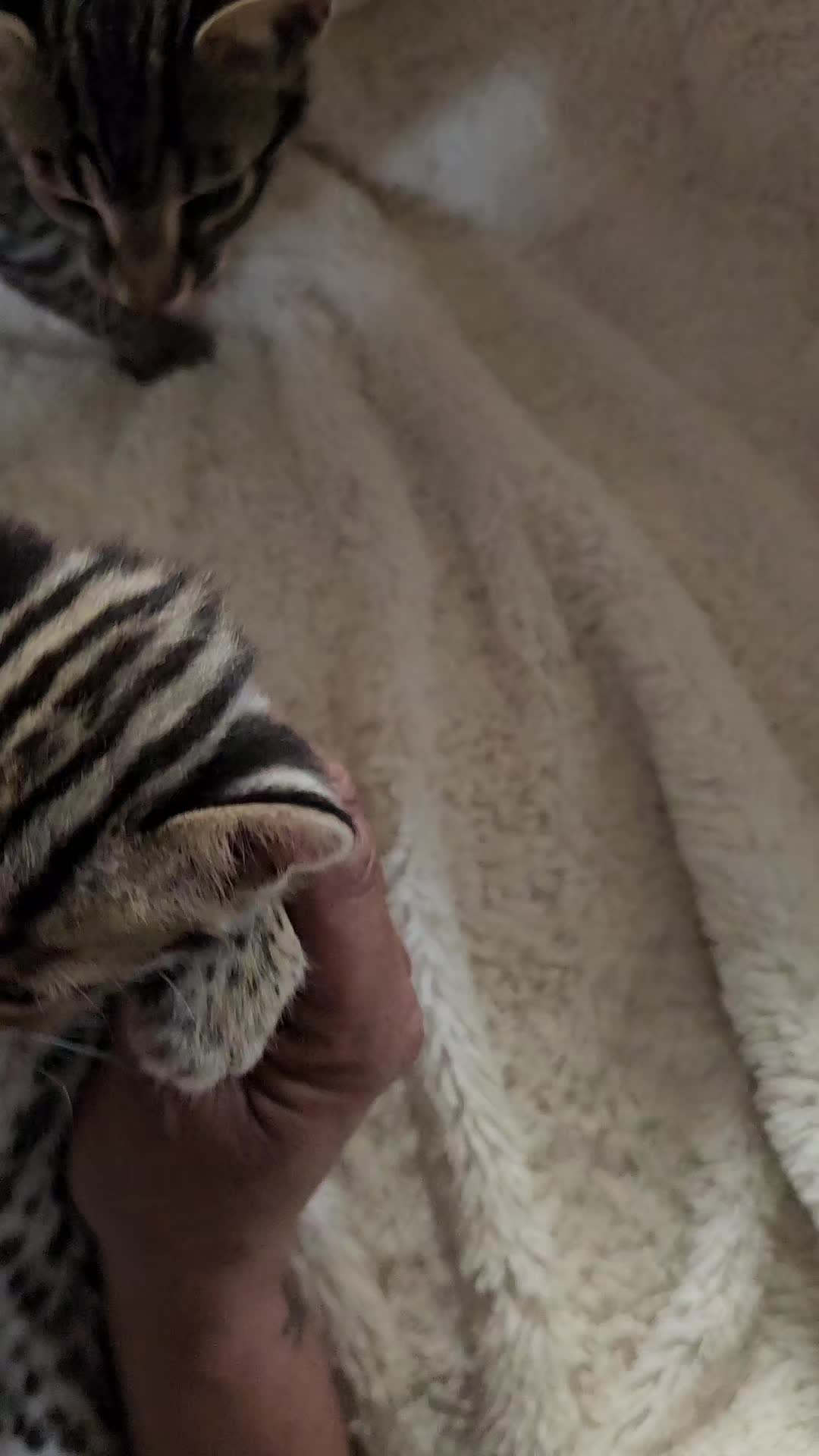 @uniqueprintsbengals