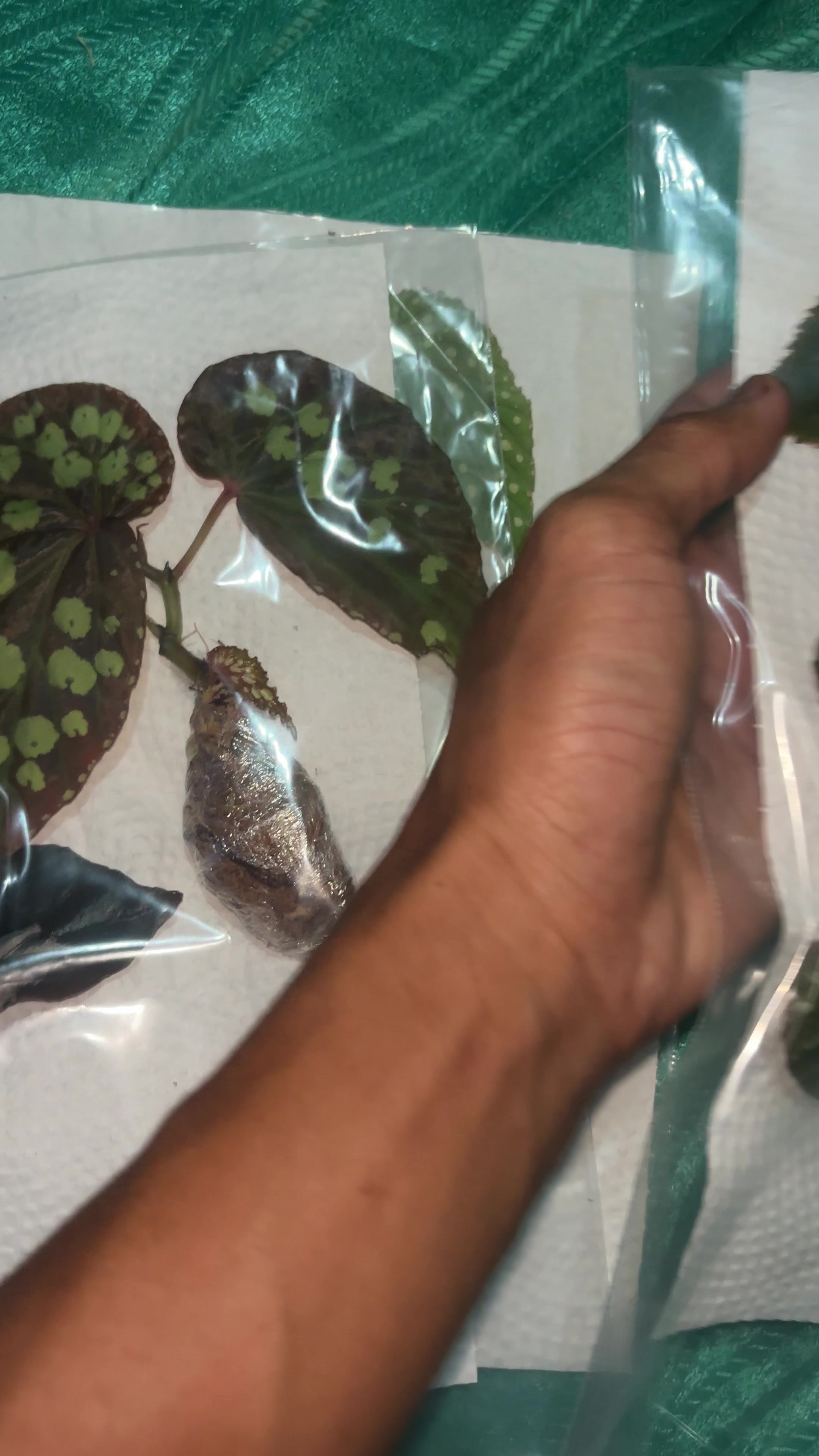 @Wildan Plantshop