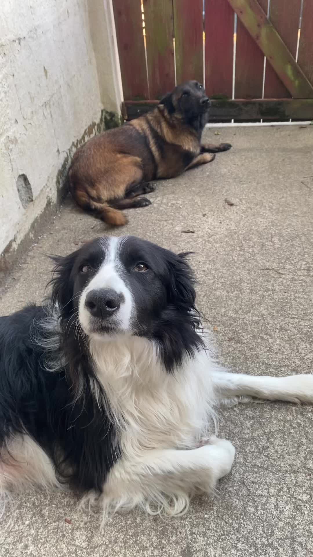 @PacoPacoPaco_le_chien