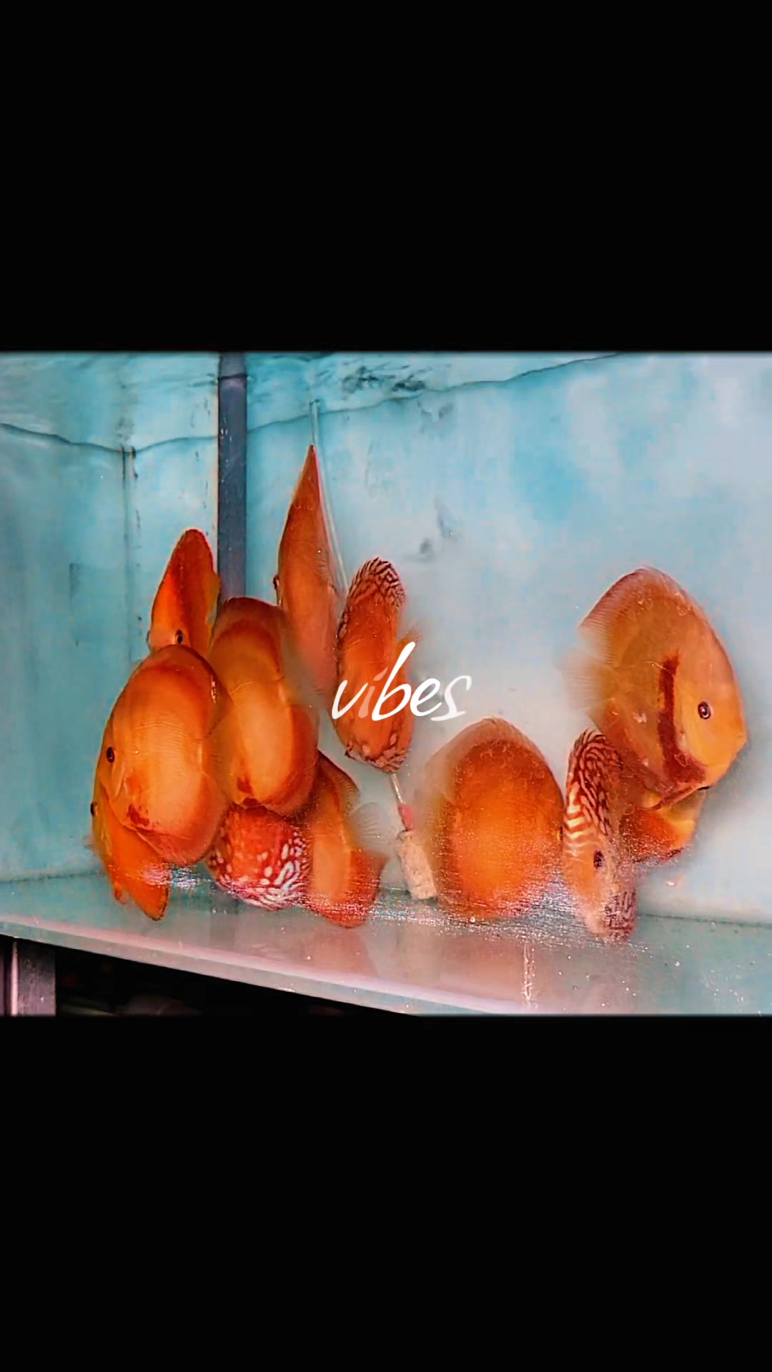 @Discus House Aquarium