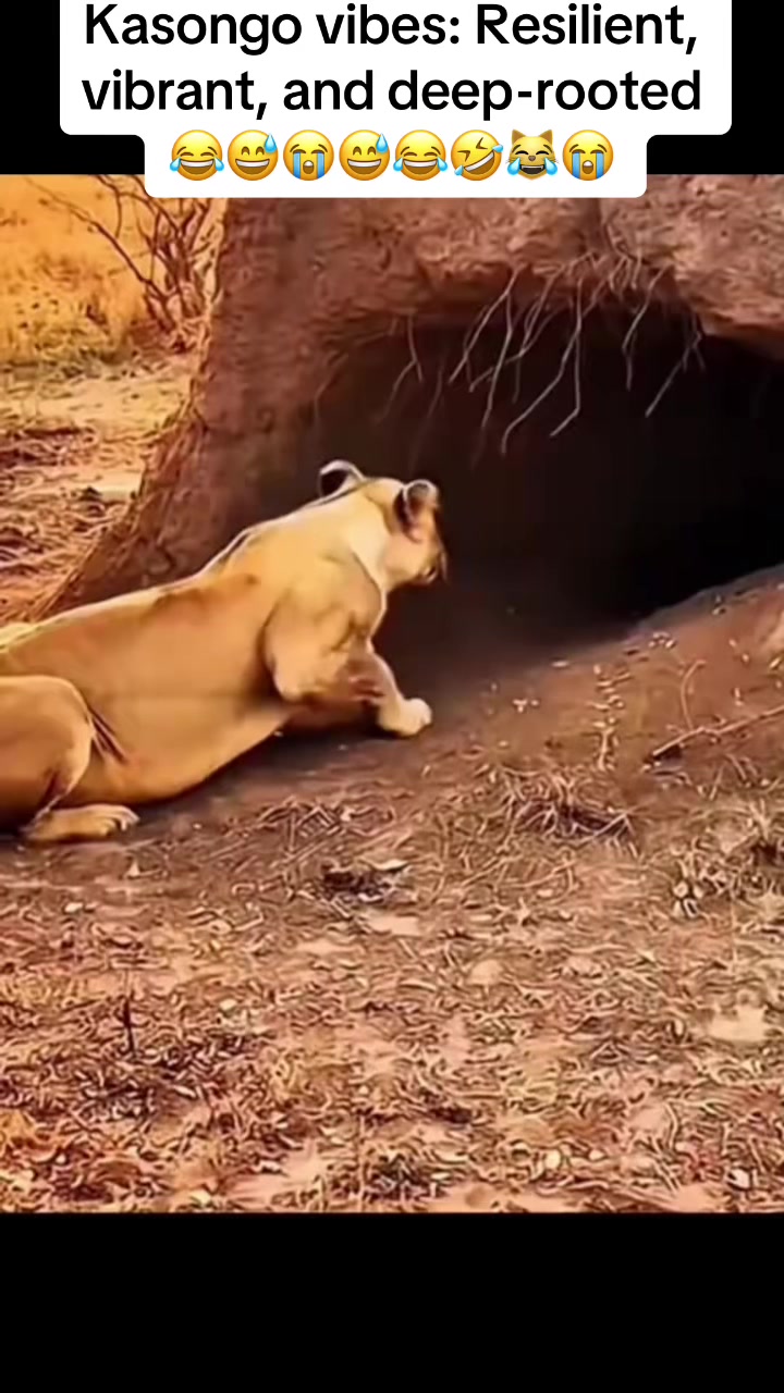 @Roi De la Jungle