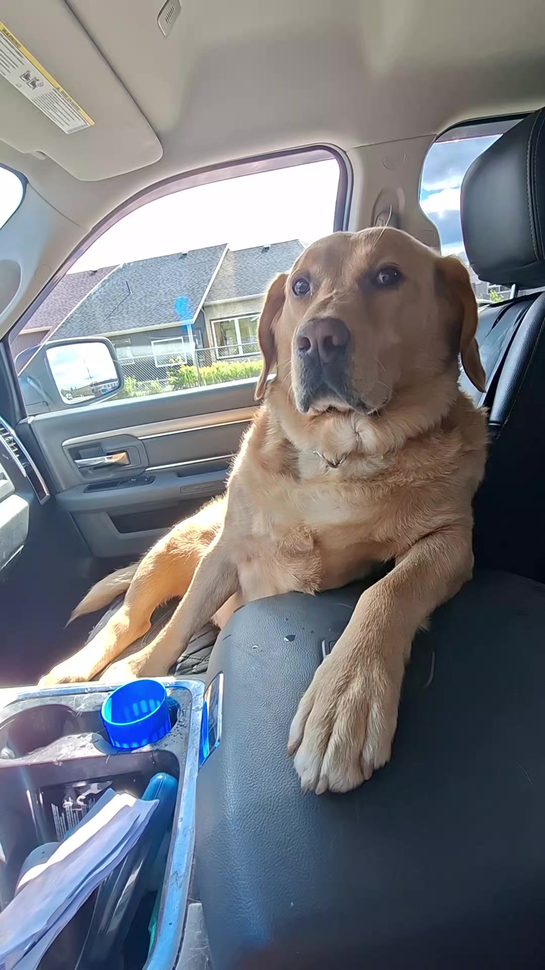 @Dogmom