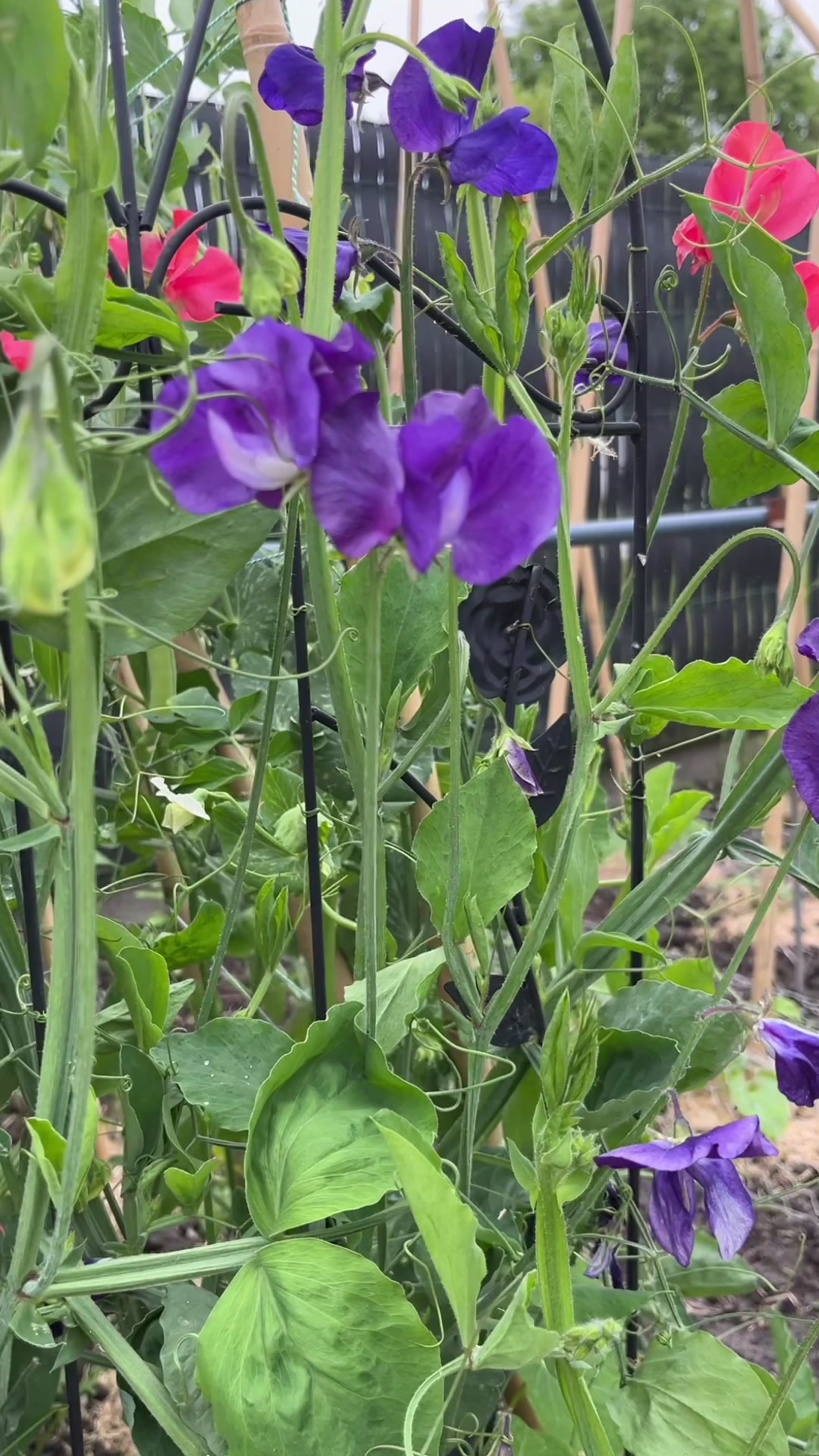 @GardenGiggles.be