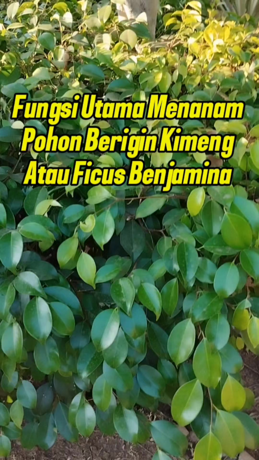 @Bukit Farming