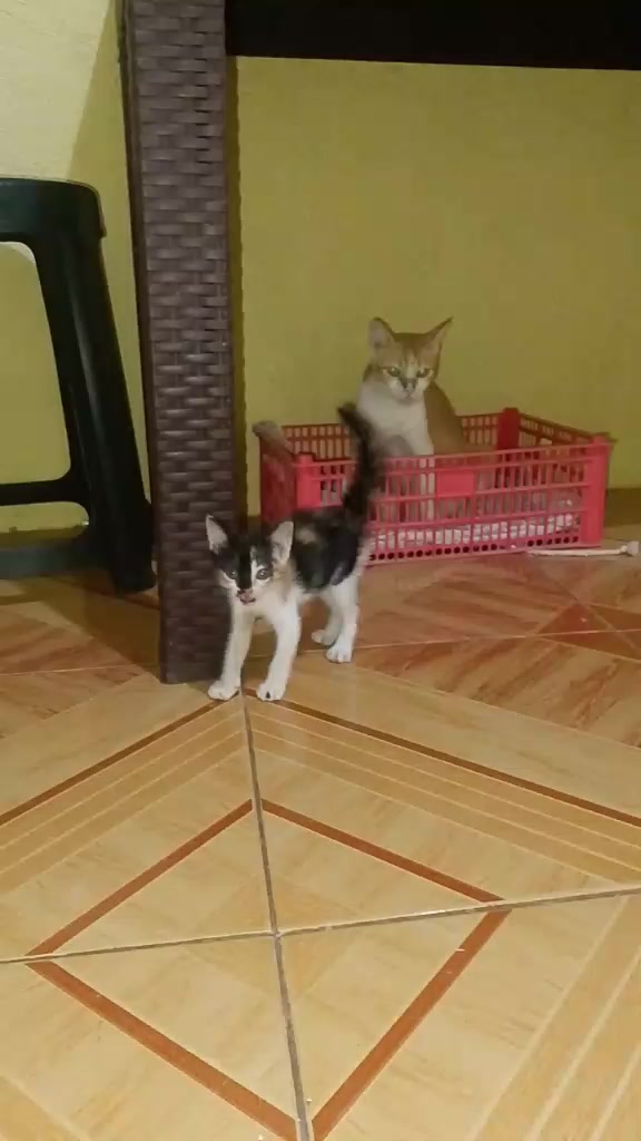 @sny meow🐈