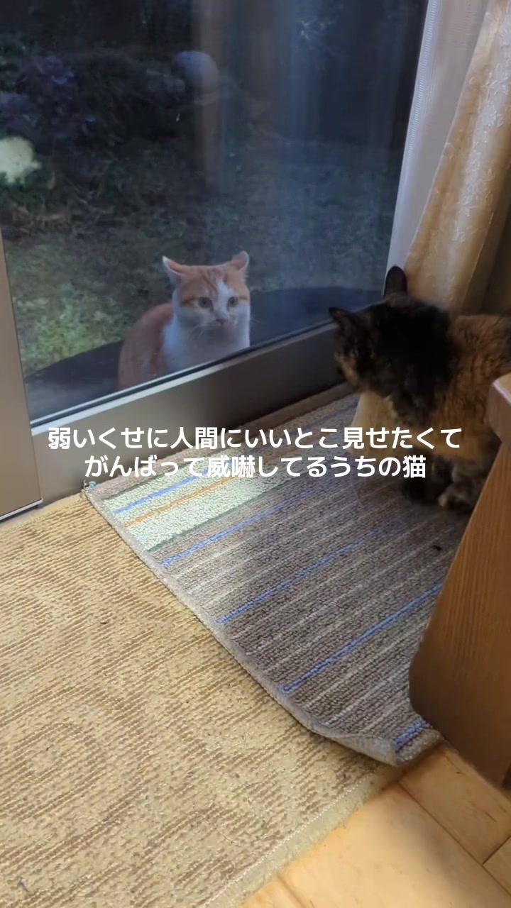 @毛玉ちゃん