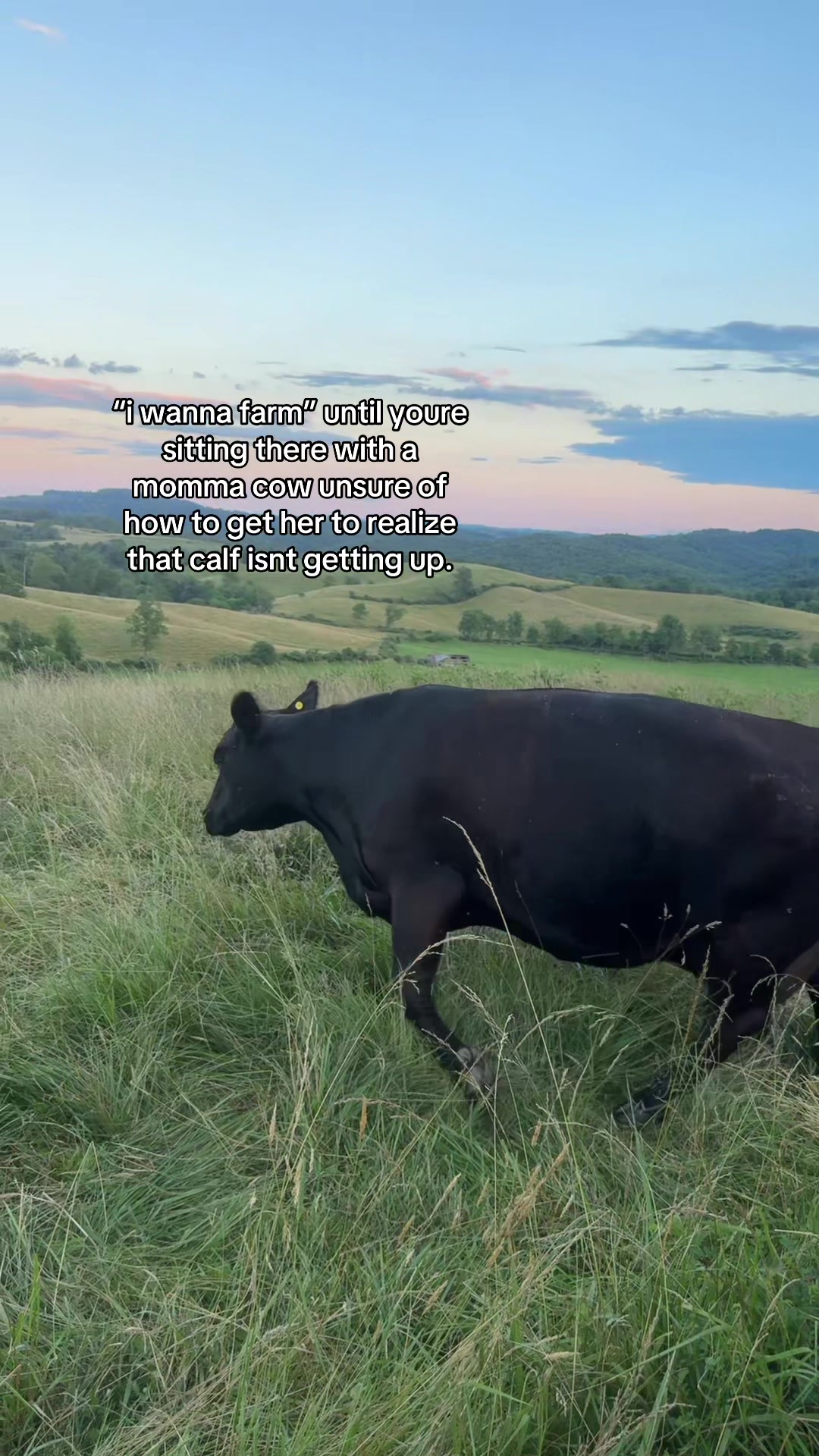 @Ellen Collins