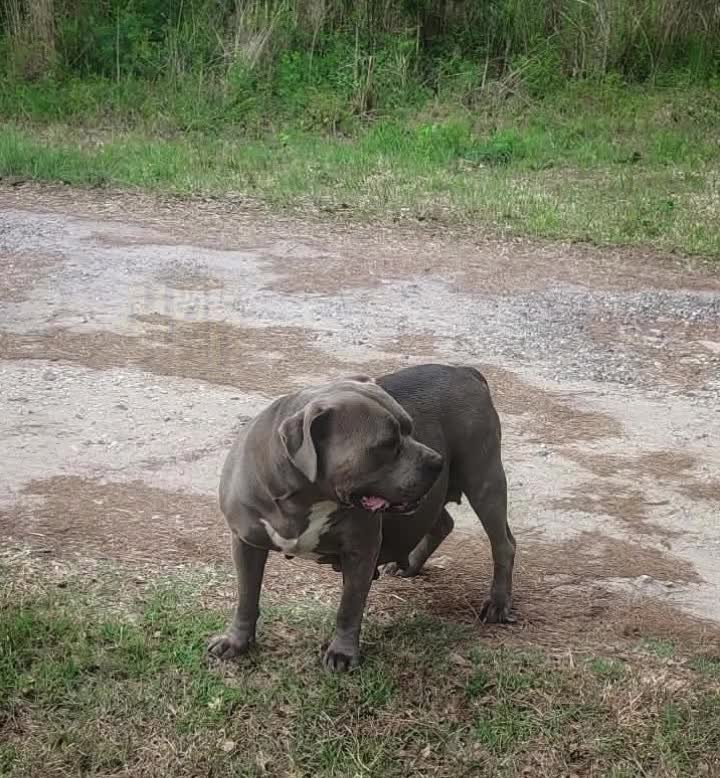 @HACHIKO LINE Bully Kennel
