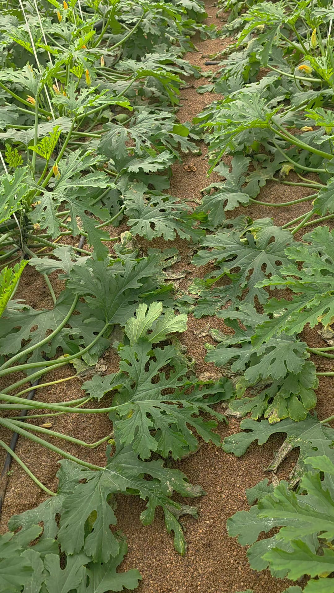 @El Extensionista del Agro