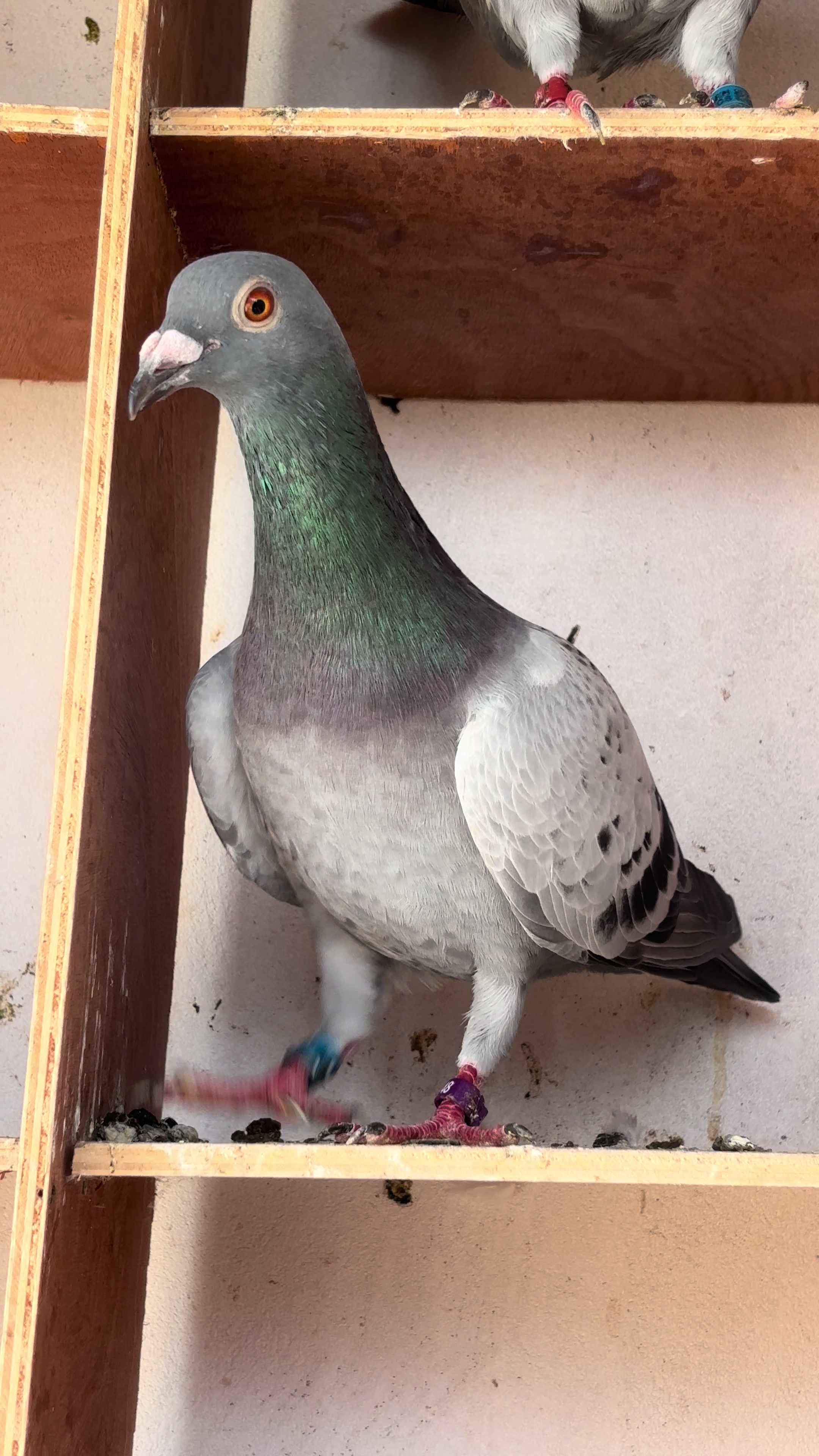 @OMZOLOFT🕊🦜🇸🇳