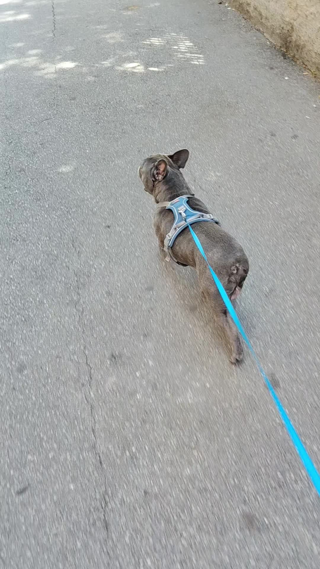@🐾Pablo🐾