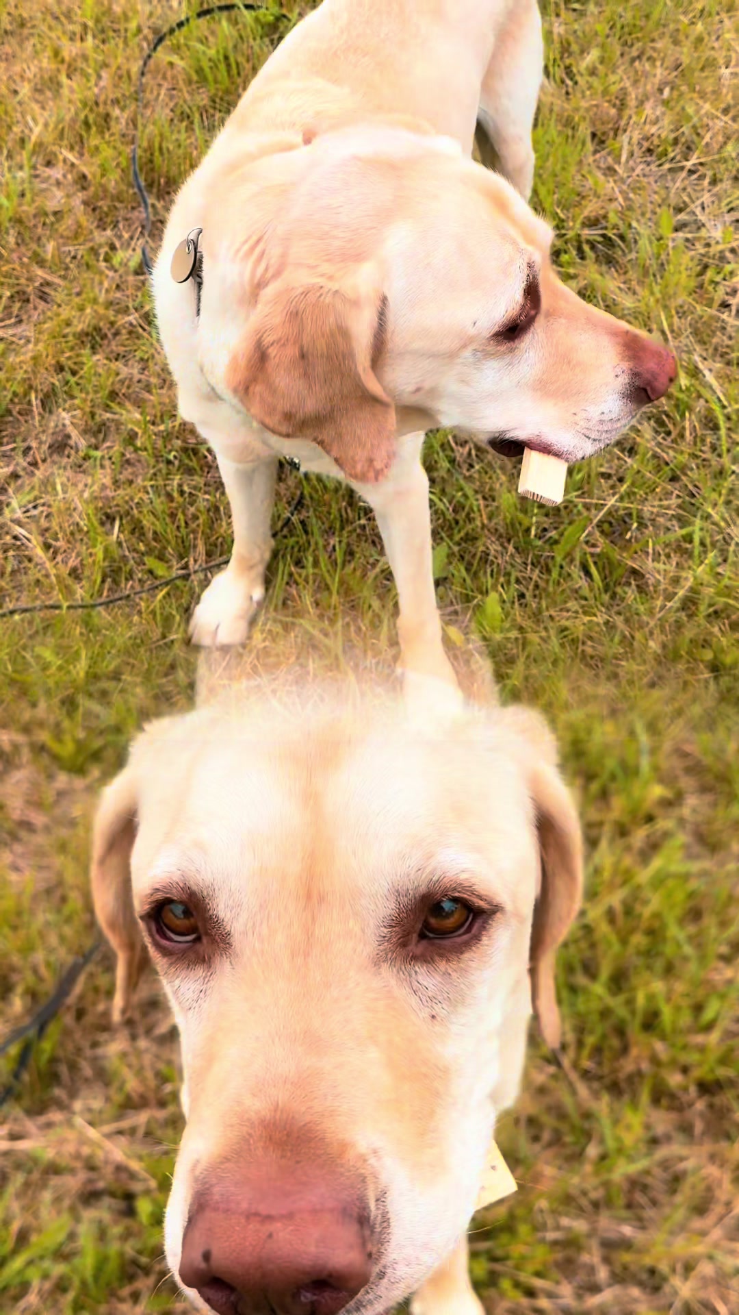 @harzerhunde
