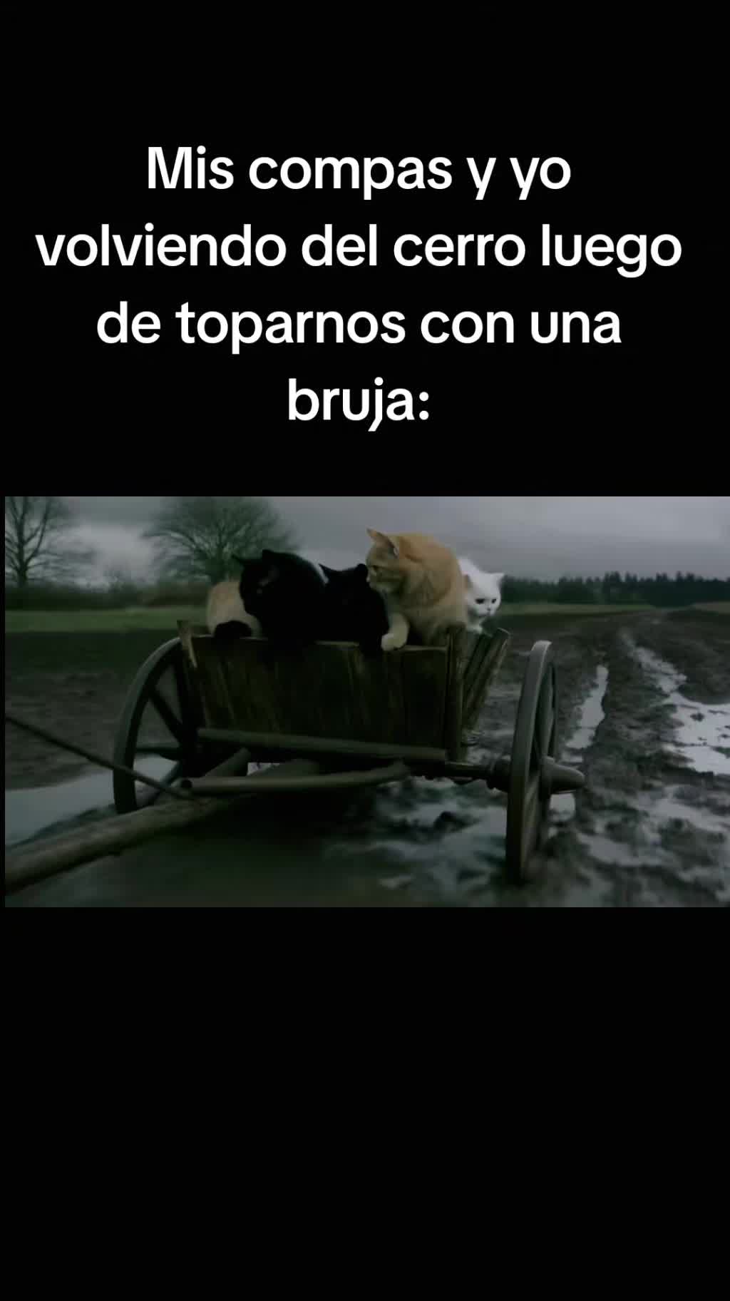 @.miau.