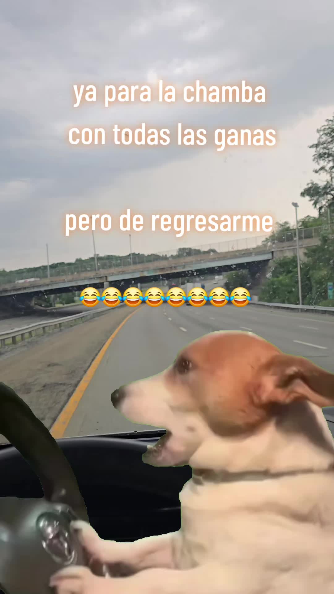 @the_pollo18
