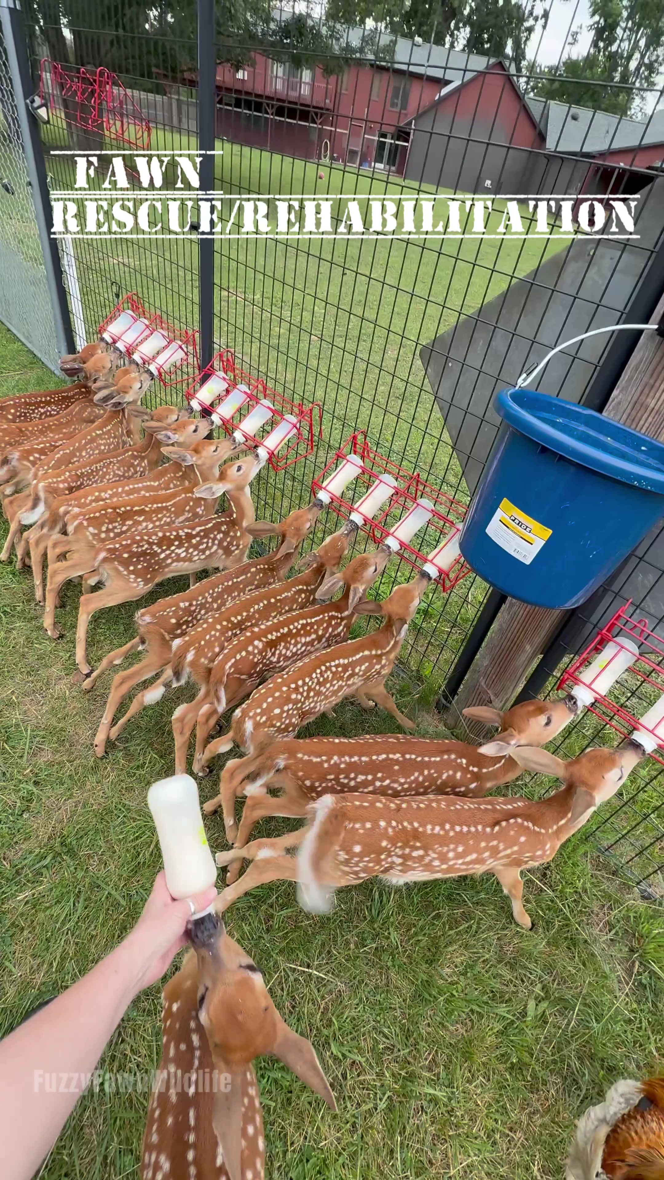 @Fuzzy Fawn Wildlife