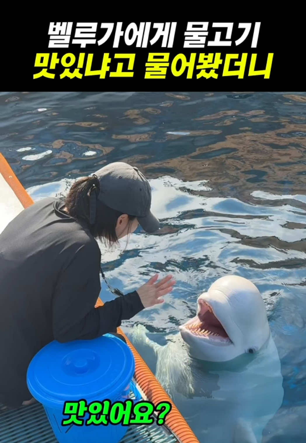 @DolphinTok