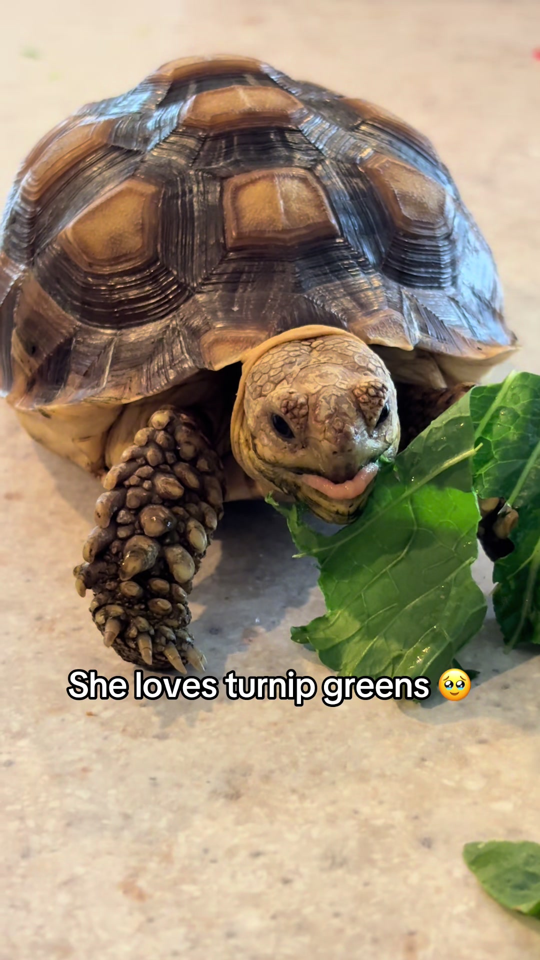 @Fajita 🐢