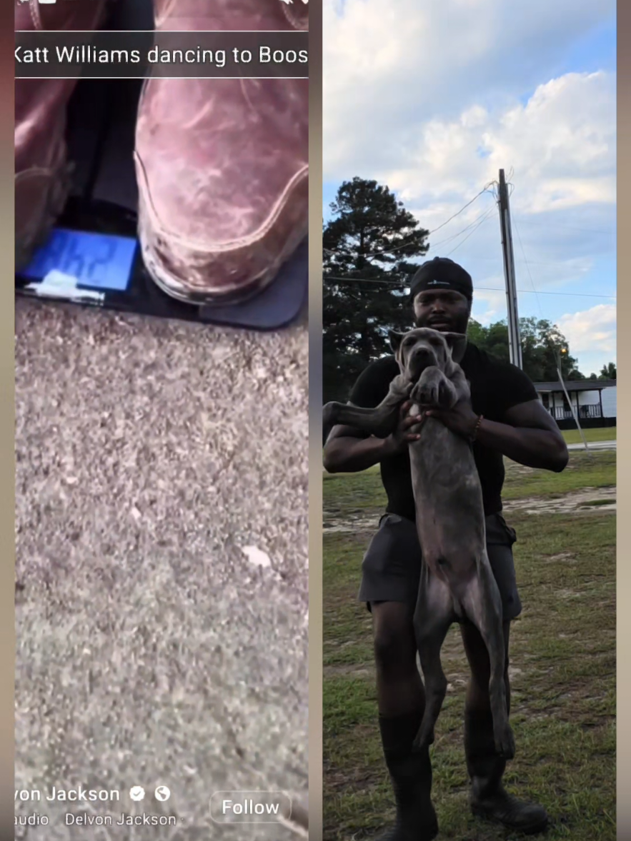 @Brandon and Blue Kennels LLC