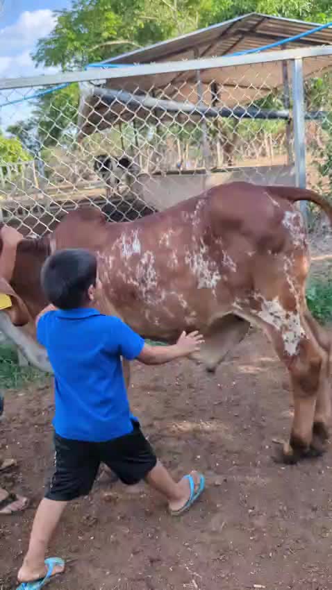 @Rancho El guanaco