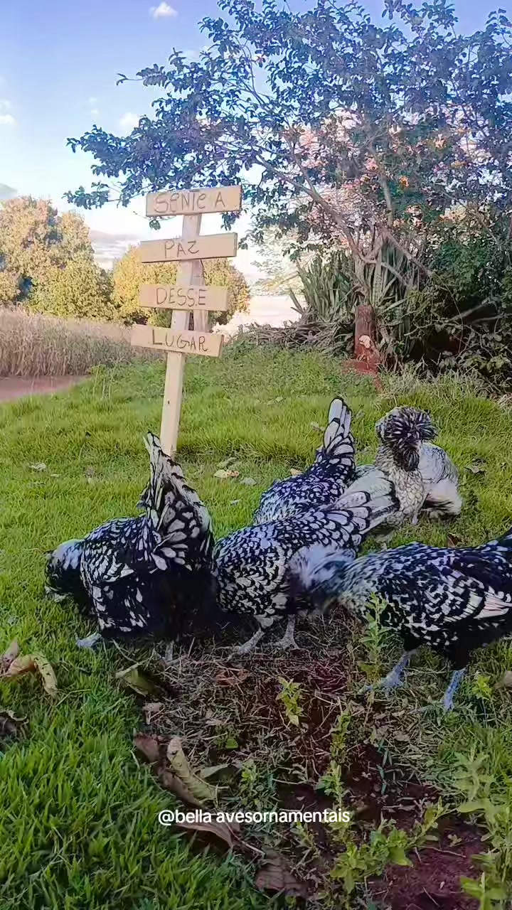 @Bella-aves Ornamentais