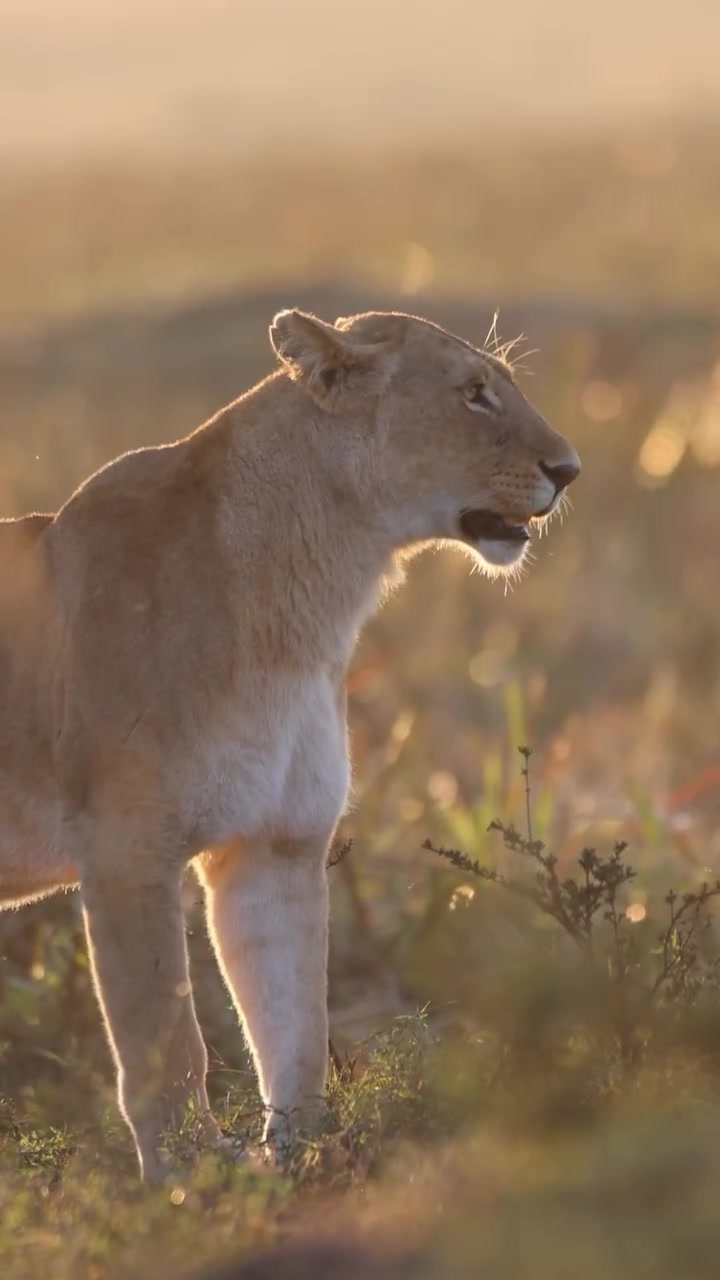 @lion_world5