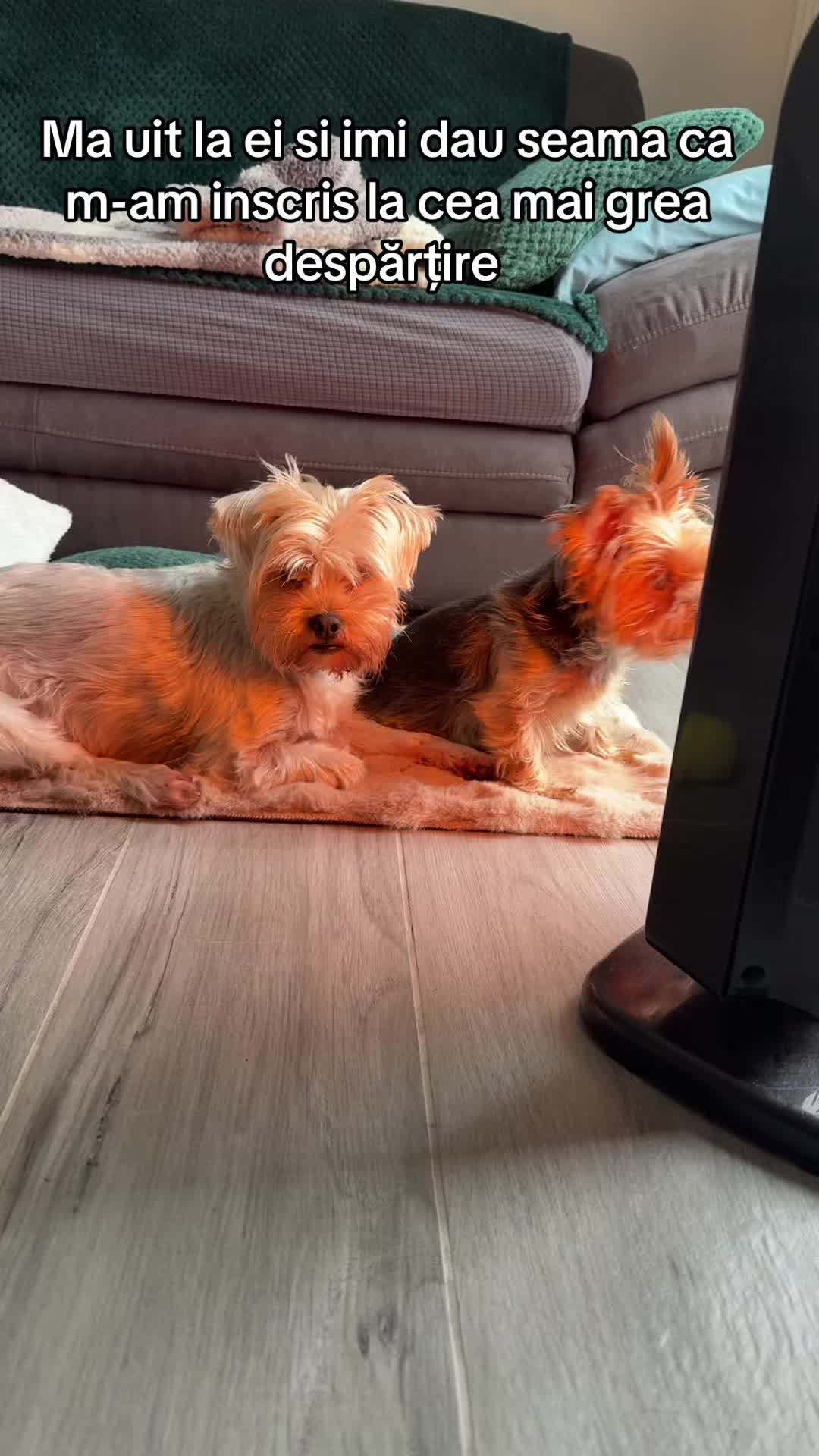 @🐶Bella&Mila🐶